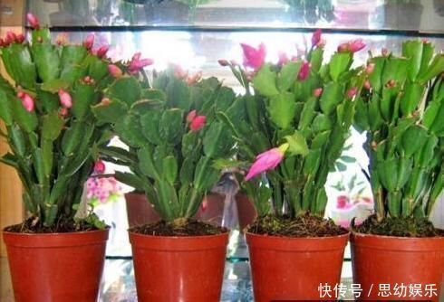 自来水|想要养花不换盆浇水时加点“它”,10年盆土也不会板结,很好