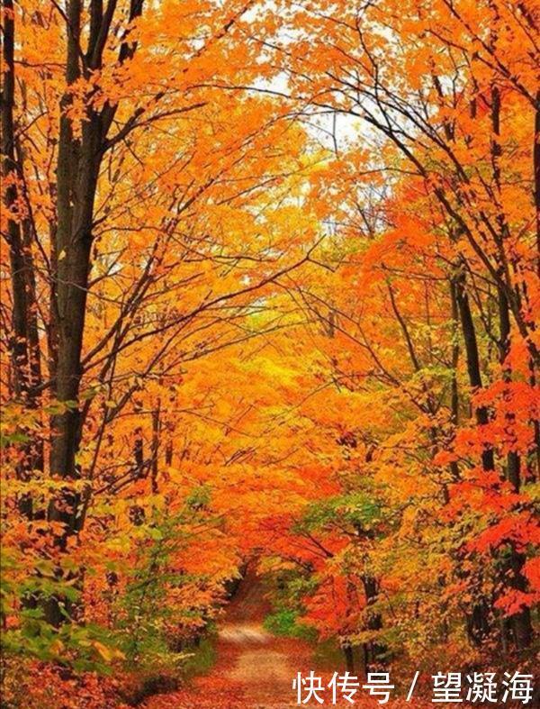 诗词|诗词/兰亭梦令《落叶成伤》