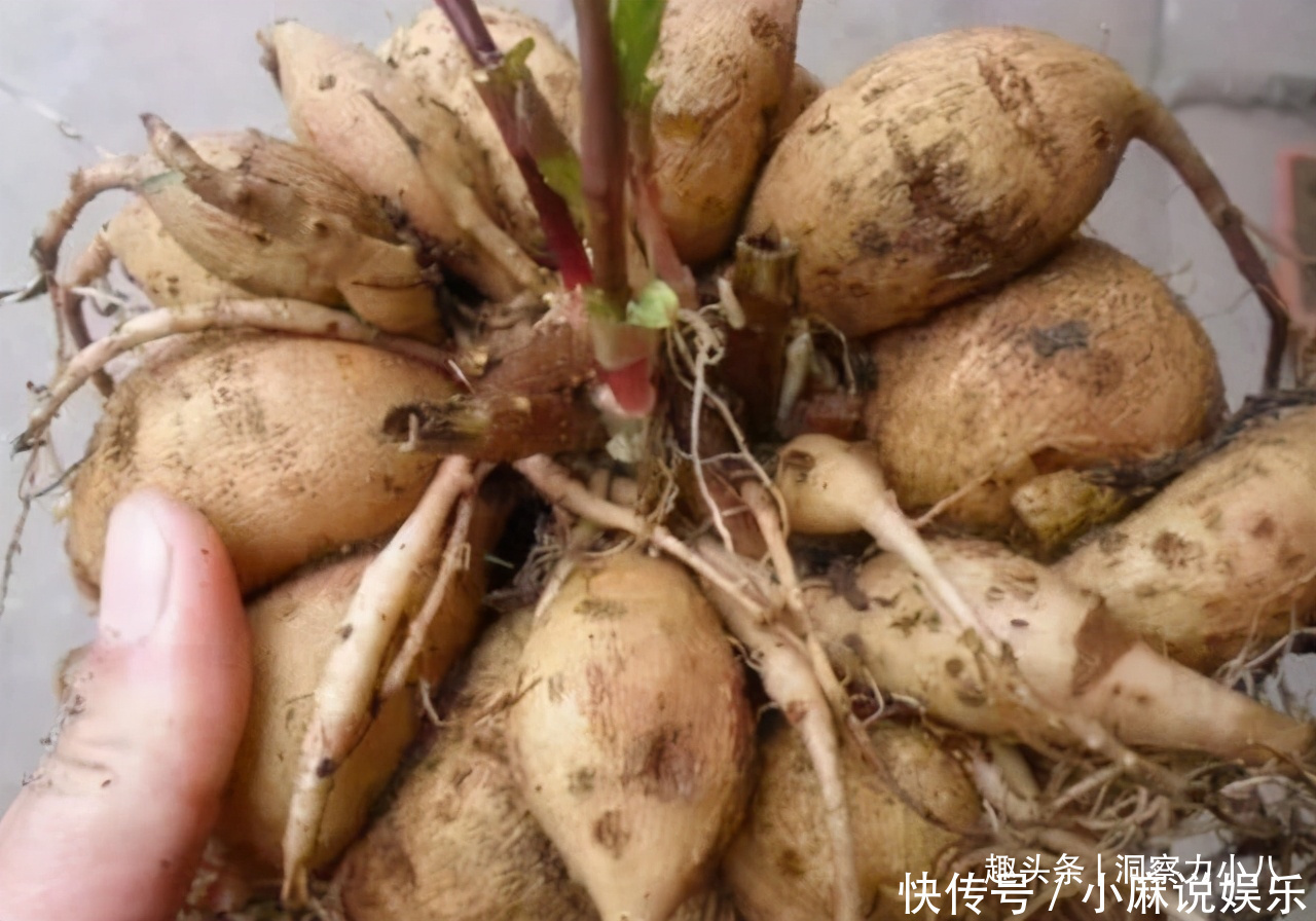 被名字耽误的“网红花”,“花大如碗口”颜色艳,一花能熏一室香