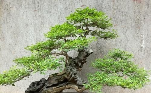 山上的“黄荆疙瘩”,做成盆景,古朴苍劲枝叶扶疏,观赏性强