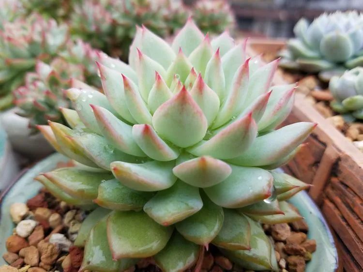 养肉三年，分享养肉经验，谈谈适合逆开挂区的多肉！