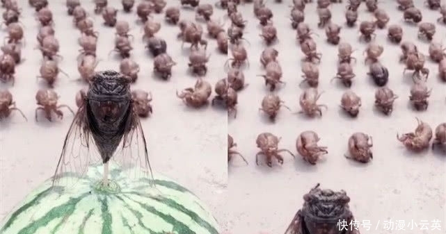 小学生|“知了”被虐很惨?大学生直接吃,高中生做手办,小学生简直魔鬼