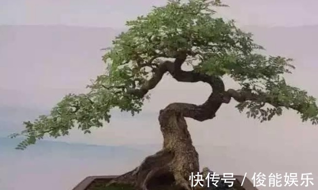 龟背竹|有钱人尤其喜欢养这3种花，家里一片绿油油，日子会越过越顺！