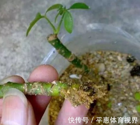 金钱树|“4种树”再贵也别买,用1根枝插土里,30天就生根,一盆变多盆