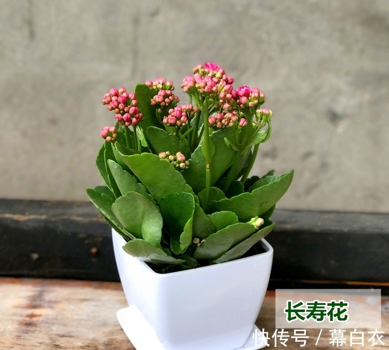 背阳|长寿花比较“懒”，喜静不宜动，别再好心办“坏事”了