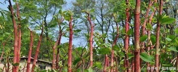 种野味|不识货的人当杂草除掉 如今将要没了