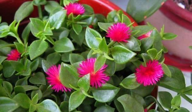 “3种花”养家里,好养又漂亮,炒菜泡茶又养人,第三种厉害了