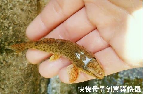 趴地虎|5种“逐渐消失”的小鱼,过去被嫌弃少人吃,如今却“价值不菲”