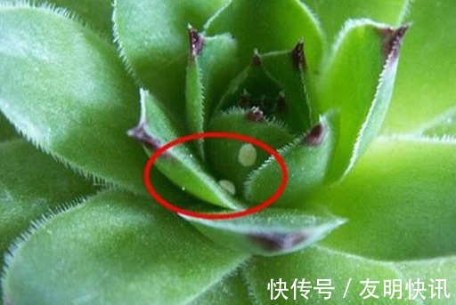 养花技巧醋、橘子皮、小苏打用来养花,好处多!