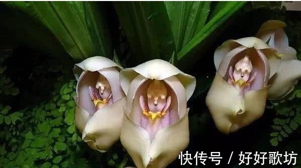 世界上长相最怪异的植物, 不仅长得像人也像各种动物