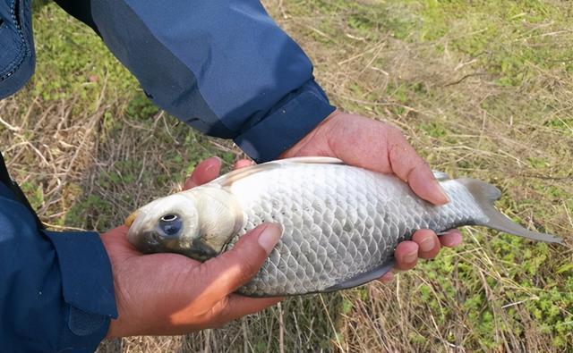 冬钓鲫鱼，提升上鱼率的5个方法，鱼口轻不用怕，方法总比困难多