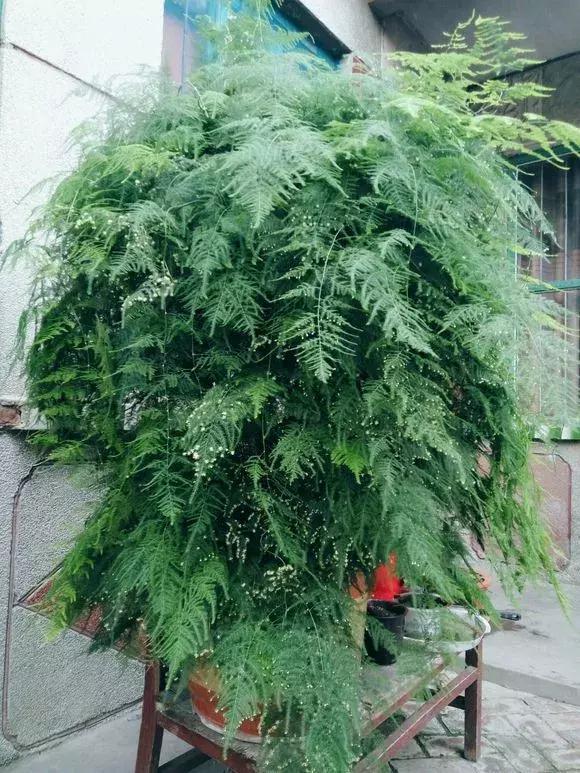 满天花板|文竹喂2种“大补药”，叶子不发黄，呼呼爬满天花板！