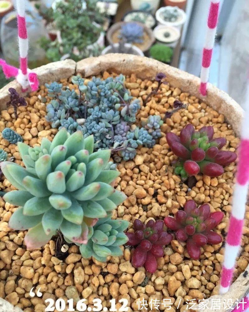 叶插|用葫芦种多肉，一养就是三年，邻居给钱都不卖