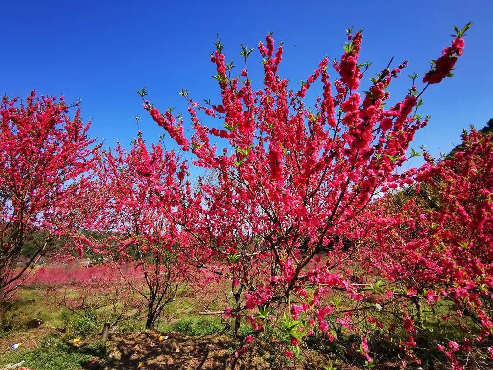 中年|春风吹，桃花开！