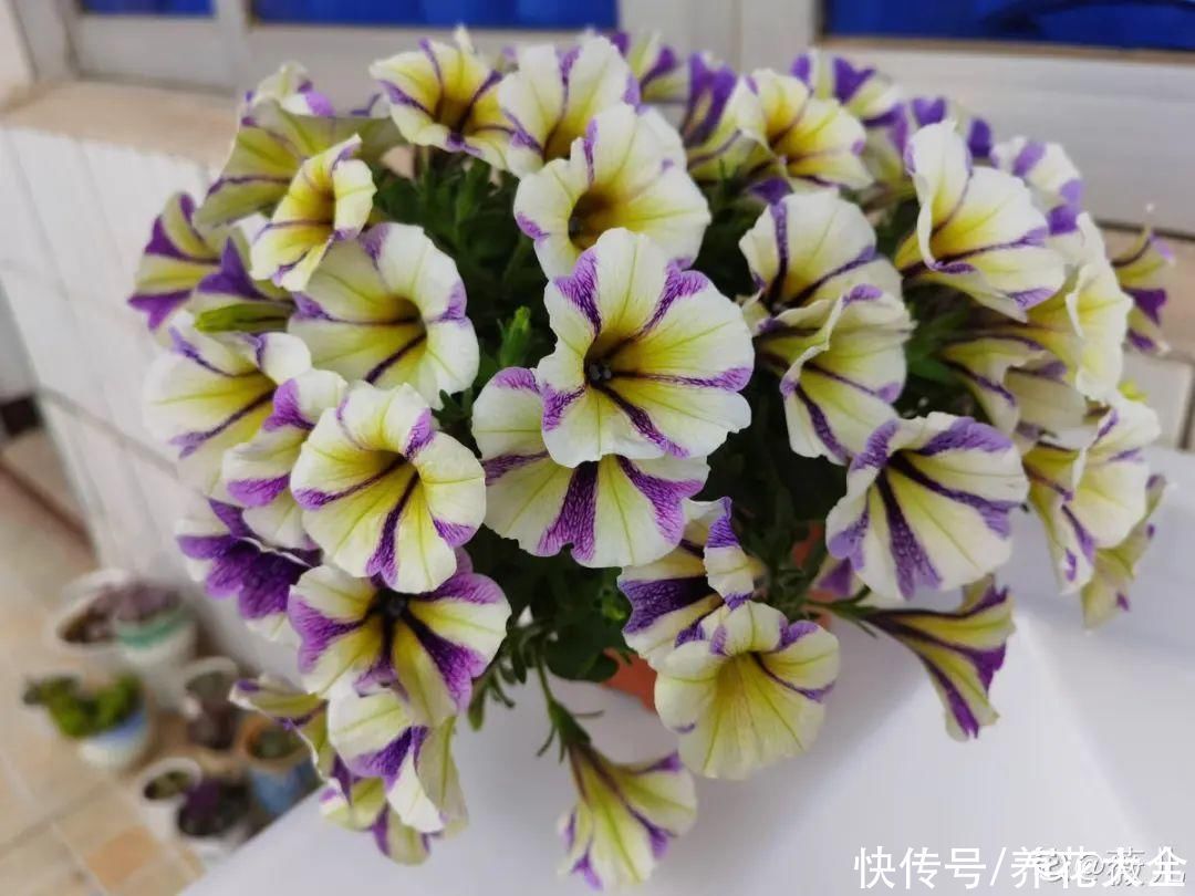 飘香藤|晒不死、热不死的花,越晒花越多,越热长越快