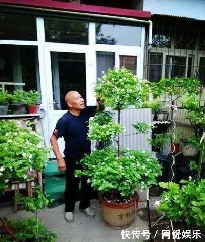大爷|大爷一盆茉莉养30多年,他只做了这个小动作,年年开花3次