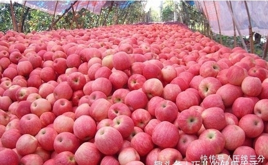 爱吃苹果的人注意，苹果功效多，但切忌与此物同食，早知早受益