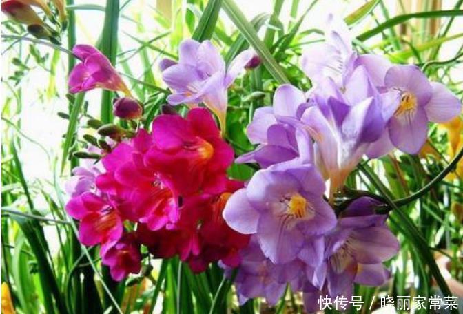 此款花卉便宜又好养,幽香暗淡,花型圆滚惹人爱,值得拥有