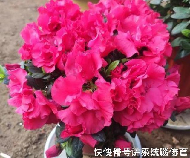 泥土|5种花好养又漂亮，不用管照样长得旺，年年开花不断，美翻天！