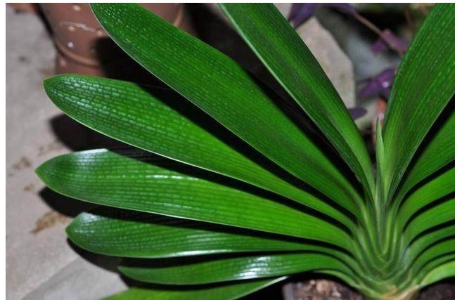 花盆里埋3样东西,君子兰长不停,年年开花几十朵,猛爆盆!