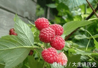 小冠花|农村有些少见的野菜,治荨麻疹,疮疖肿毒,中耳炎