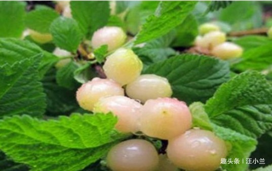 维生素c|女性要排毒,离不开4种食物,滋阴降火,能够养颜,滋养女性子宫