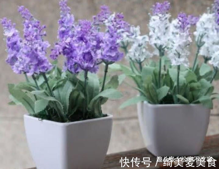 美色|家里要养4种花，开花吉祥又喜庆，花美色艳，一言不合就爆盆