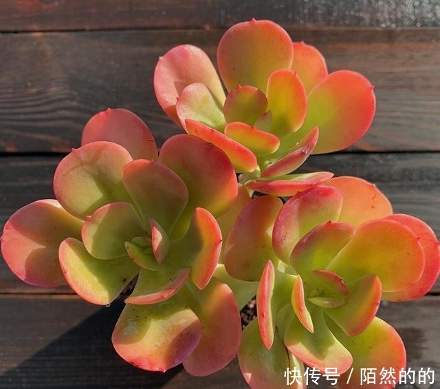 它们被誉为多肉界“四君子”,花友不容错过的品种,见到记得收藏!