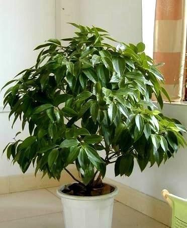 幸福树|客厅可以栽树，花匠比养花都“值得”，听完立马养了3盆