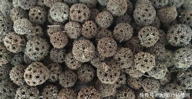 药材|在农村生活数十年,刚知道“路路通”是中药,很多人不认识它