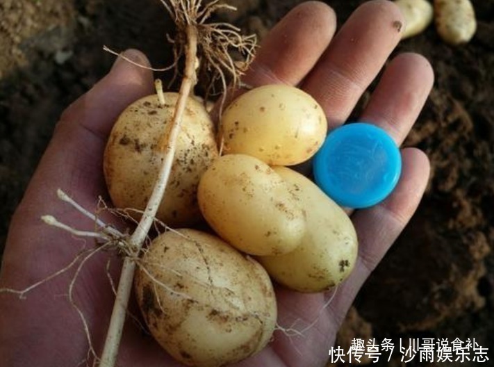 原来保存土豆这么简单，菜农教您一招，土豆放一个月不发芽不发霉