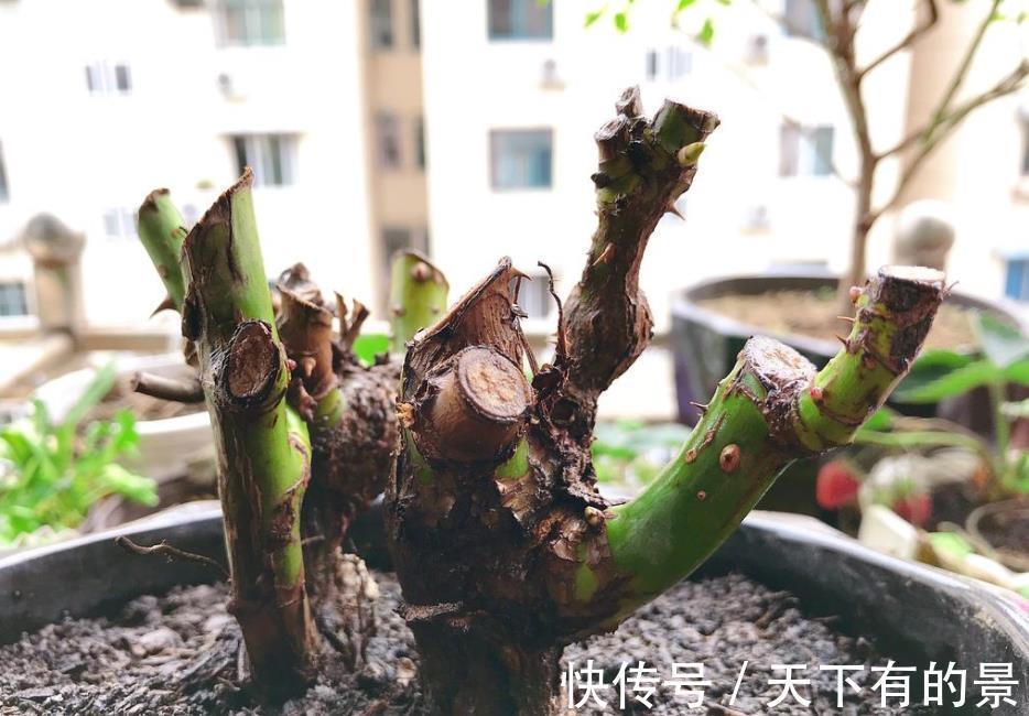 废水|不用这2种“水”浇花，夏季养花基本不出问题