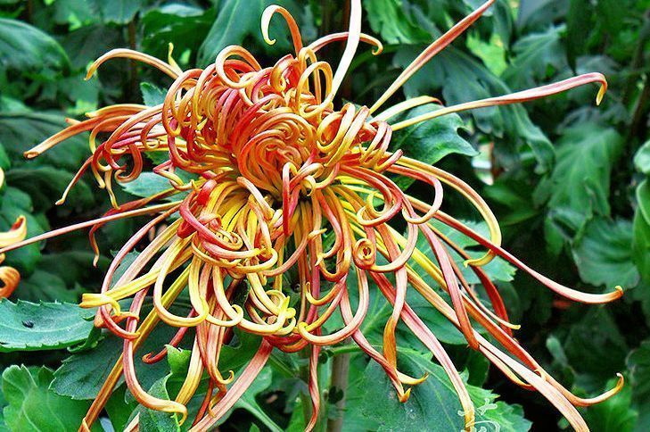 喜欢菊花，不如养盆优良名菊“关东大侠”，开花爆盆成花海！美