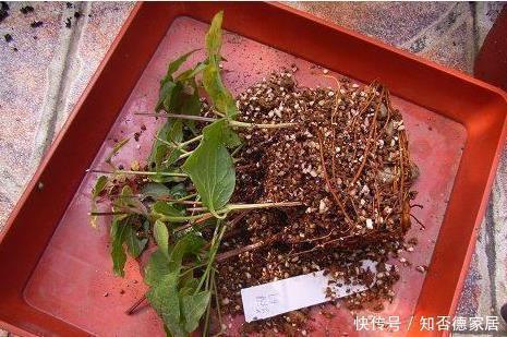 扦插|这五种花儿，一个枝条就能种，爬藤爬满墙，开花又多又漂亮