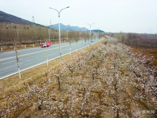 邹平：杏花绽放春意浓