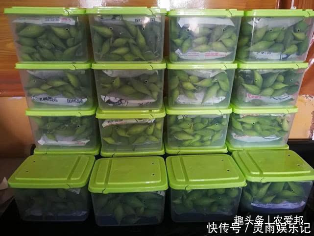 野果|这种“瓜”长相很是奇特，如今市场上卖的相当贵！你哪还有吗？