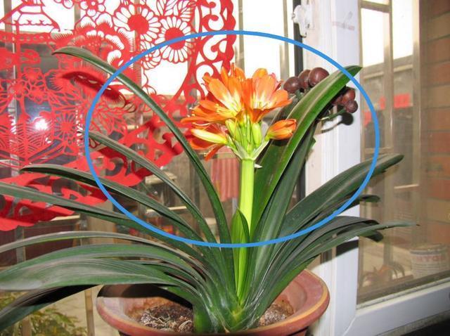 再穷也要养的6种花，穷不要紧，全家福气满满，健康才是重要的！