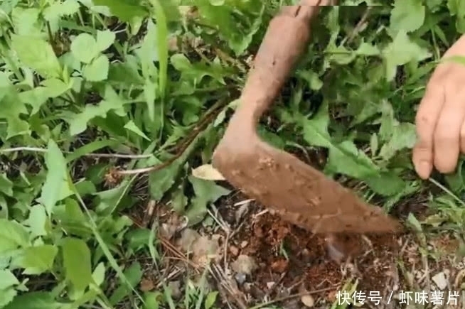 西洋蒲公英|随处可见的一种农村野菜，味道虽然是苦涩的，但是却有不错的功效