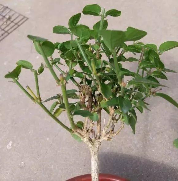 长寿月季花后赶紧剪一刀,剪完就开花,一直剪一直开!