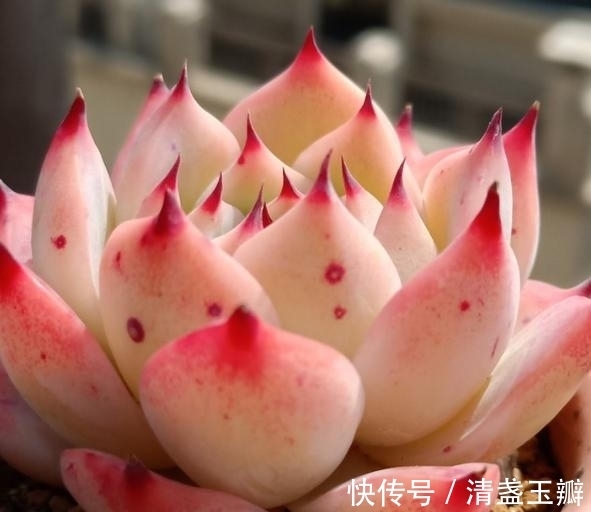 养多肉就像修炼一样,即便是普通的水蜜桃,也能绽放光彩