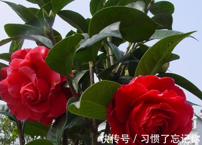 肥料|初春养茶花,记住三个事项和注意要点,不落蕾也不掉叶