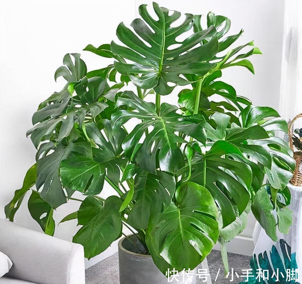 9种“健康花”,能吃能泡茶,客厅养一盆,清洁空气,吉利大气