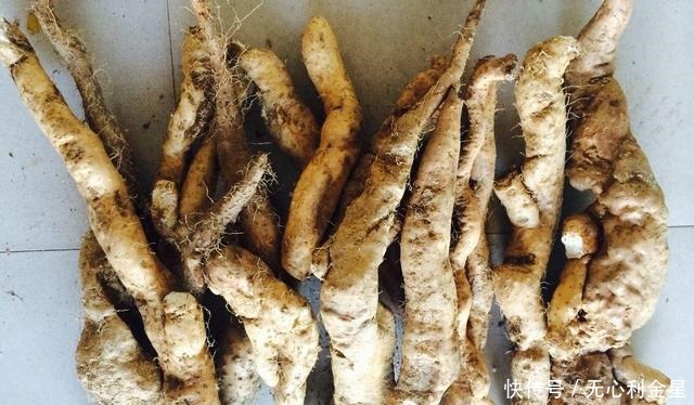 软枣子|若在山上遇到这两个“东西”,请带上锄头再去找找,价值很高!