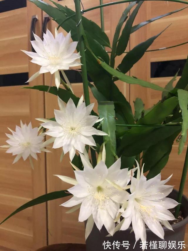 养了3年的昙花,终于开了50朵花,真是有“仙气”