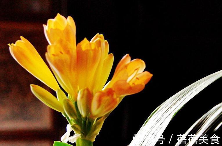 君子兰不开花,做好这5点,花箭呼呼往外窜,冬天就能开花