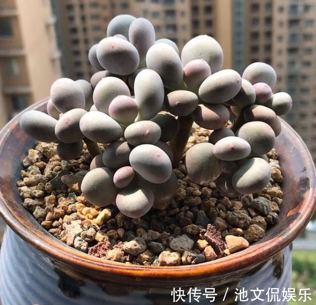 叶片|9月养多肉,做好“这1步”,告别叶片干瘪,7天恢复饱满肥嘟嘟