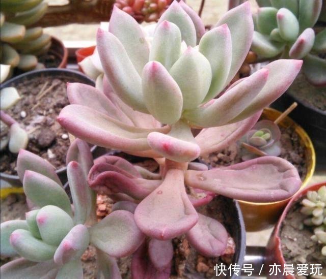 回事|多肉植物,叶子软趴趴的是怎么回事?检查这3个方面