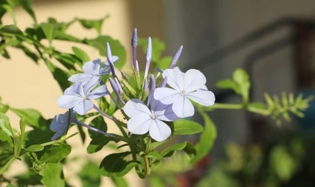 这花长得巴掌大,越晒花越多,一不小心就开成瀑布