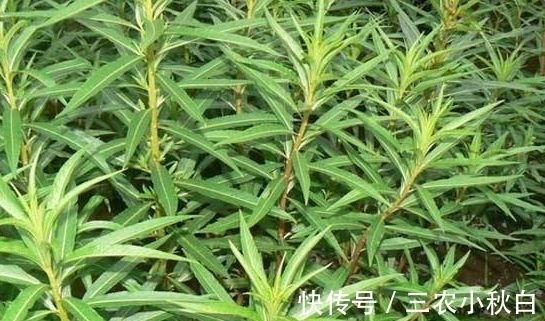 饲料|农村被称为“养肝草”,曾经只是牲畜的饲料,其实价值珍贵