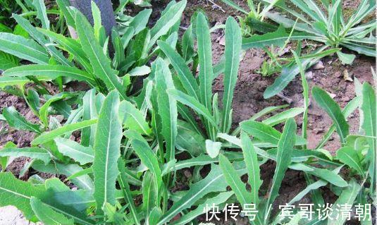 润肺止咳|农村5种常见的野菜，益精补肾，润肺止咳，抗衰老，看到要采回家